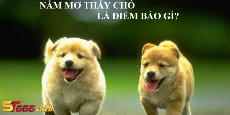 Giải mã mơ thấy chó