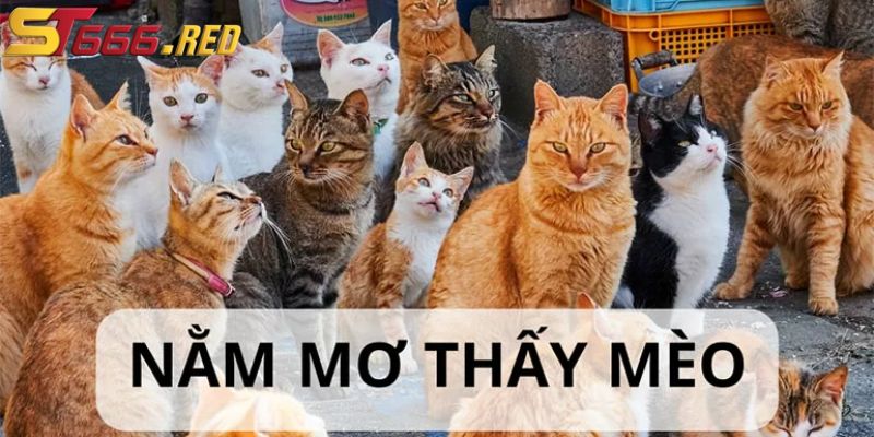 Giới thiệu nằm mơ thấy mèo tại ST666