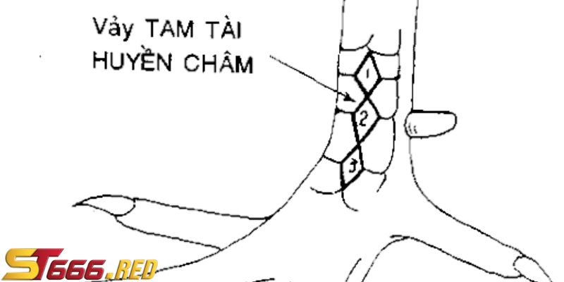 Vày gà quý tài huyền trân