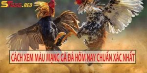 Giới thiệu màu mạng gà đá tại ST666