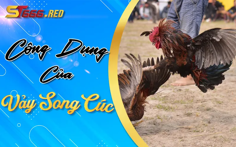 Gà vảy song cúc được dùng làm gì?