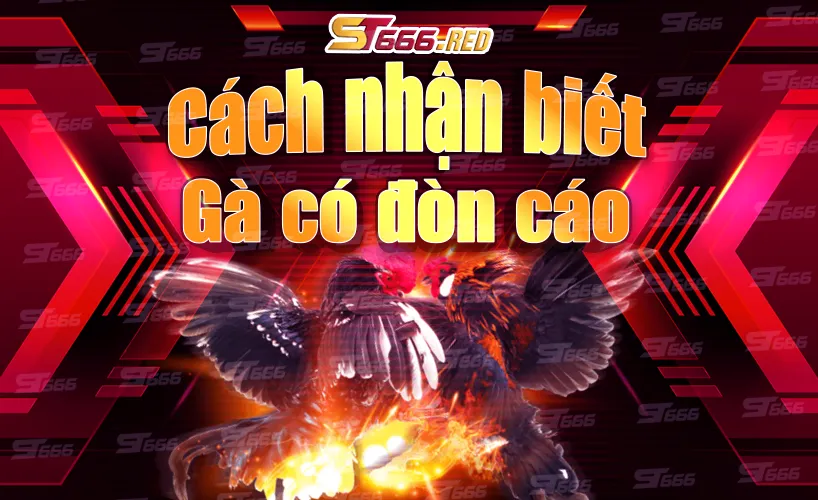 Cách nhận biết gà có đòn cáo