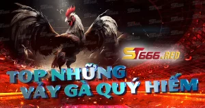 Những vảy gà quý hiếm