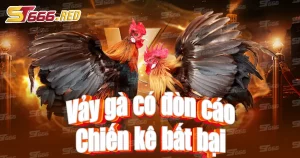 Vảy gà có đòn cáo