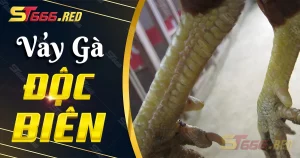 Vảy gà độc biên